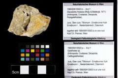 Foto (Objekt + Etiketten) von Discutiolira moesica (Muţiu & Bădăluţă, 1971) (NHMW-GEO-1990-0041-0503b)